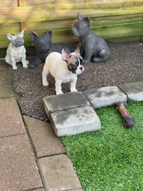 Los Dinegro's kennel