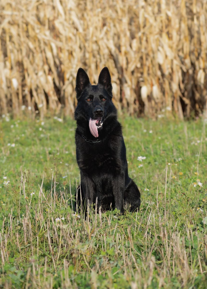 Kennel Snibor Anzi