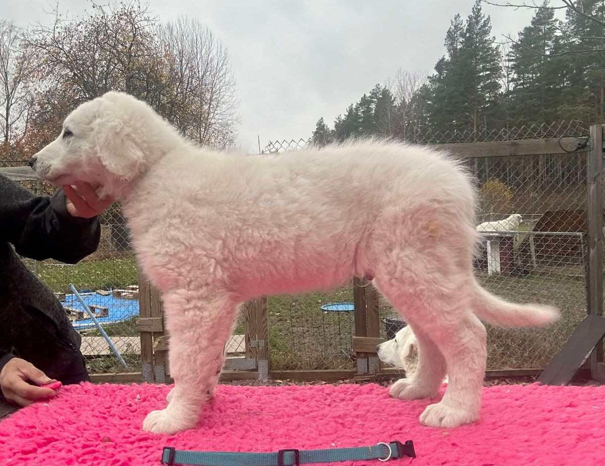 Kuvasz