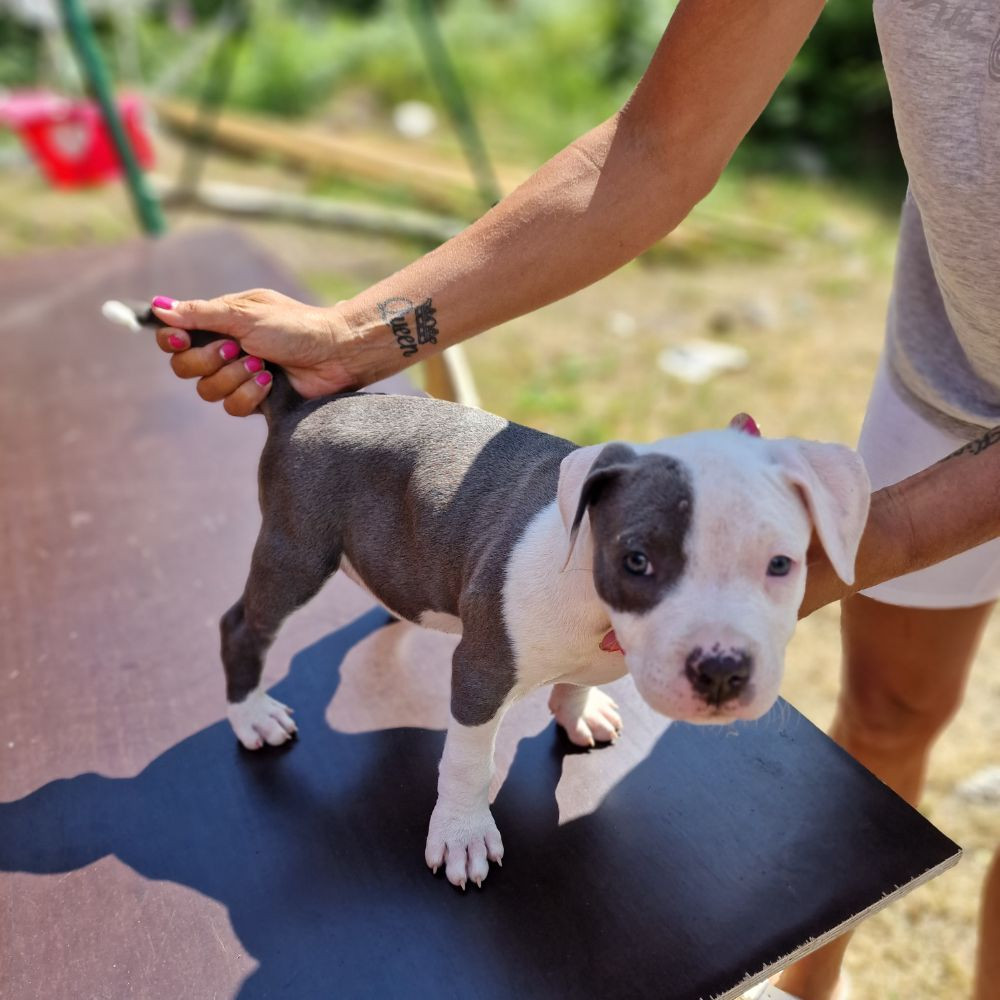 S-möja Bully