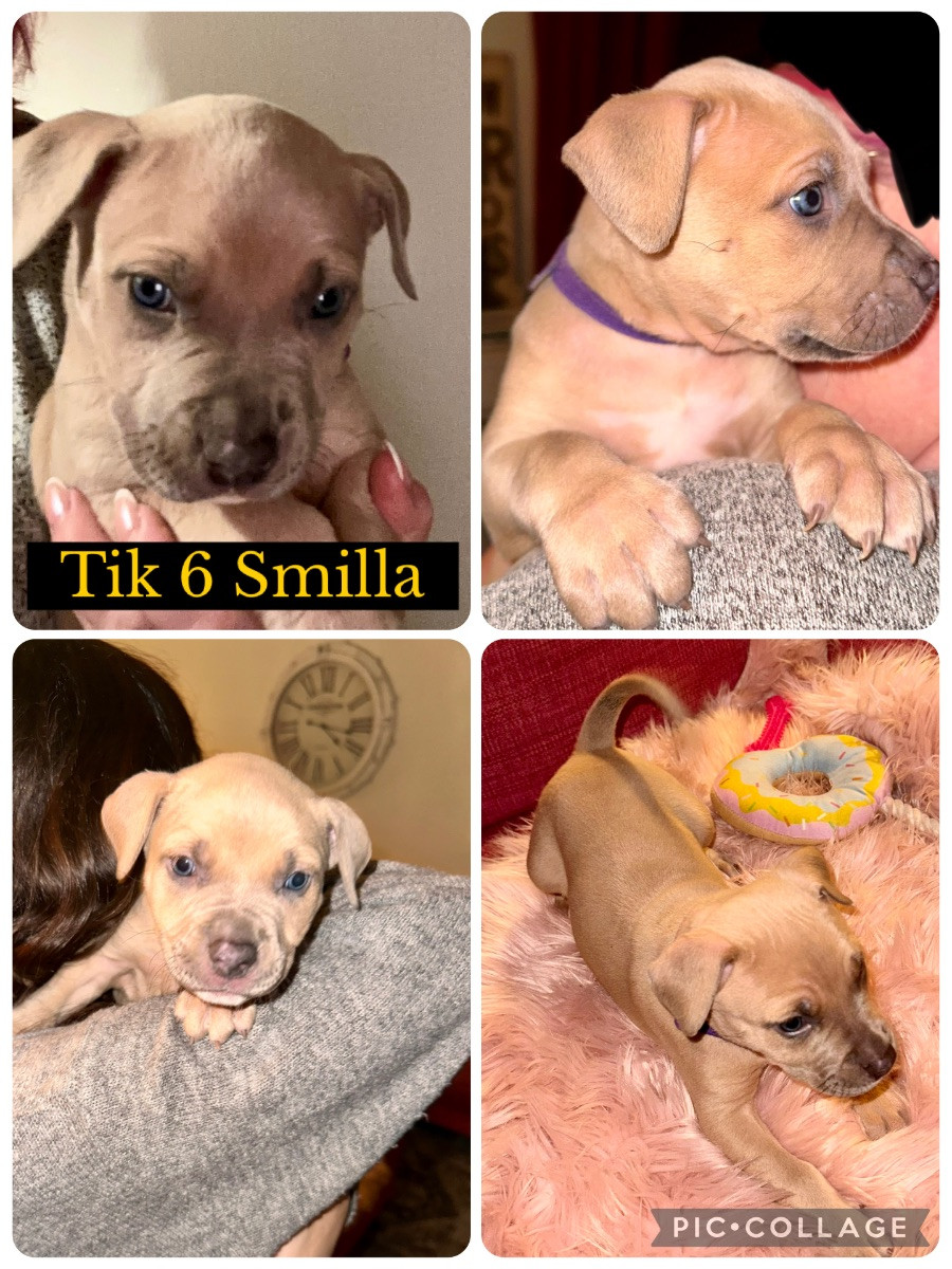 Amstaff BullyXL · 2025-11-27 · Stallarholmen · Anna E.