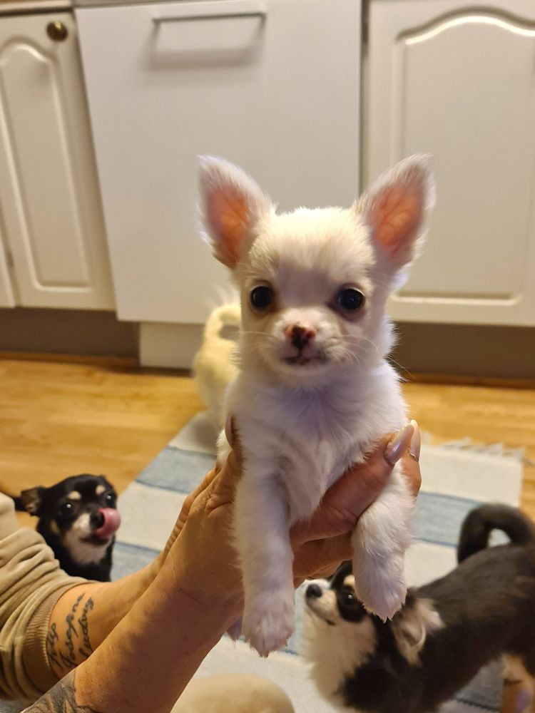 Chihuahua