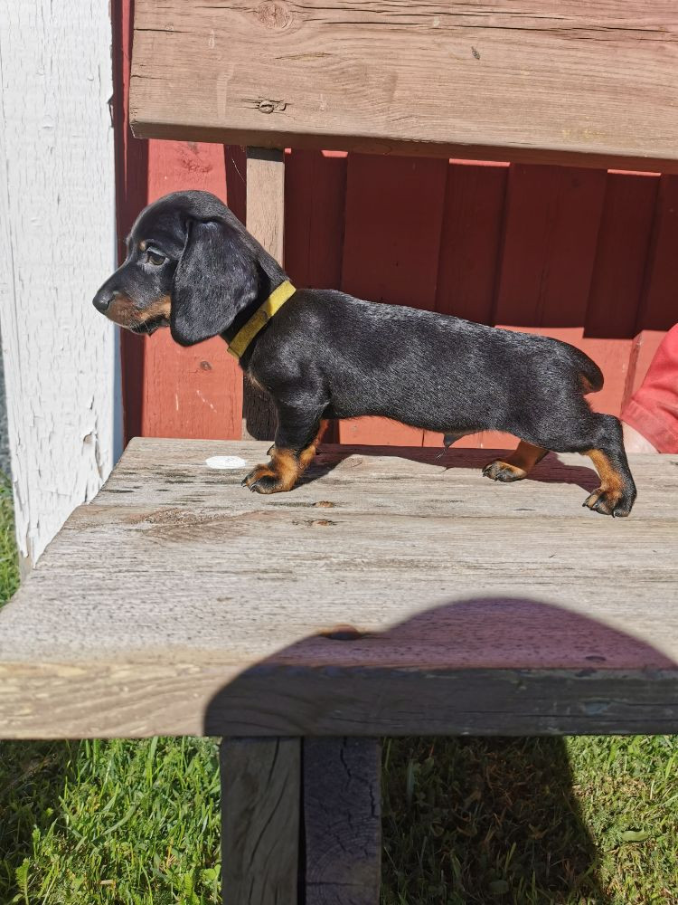 Dachshund