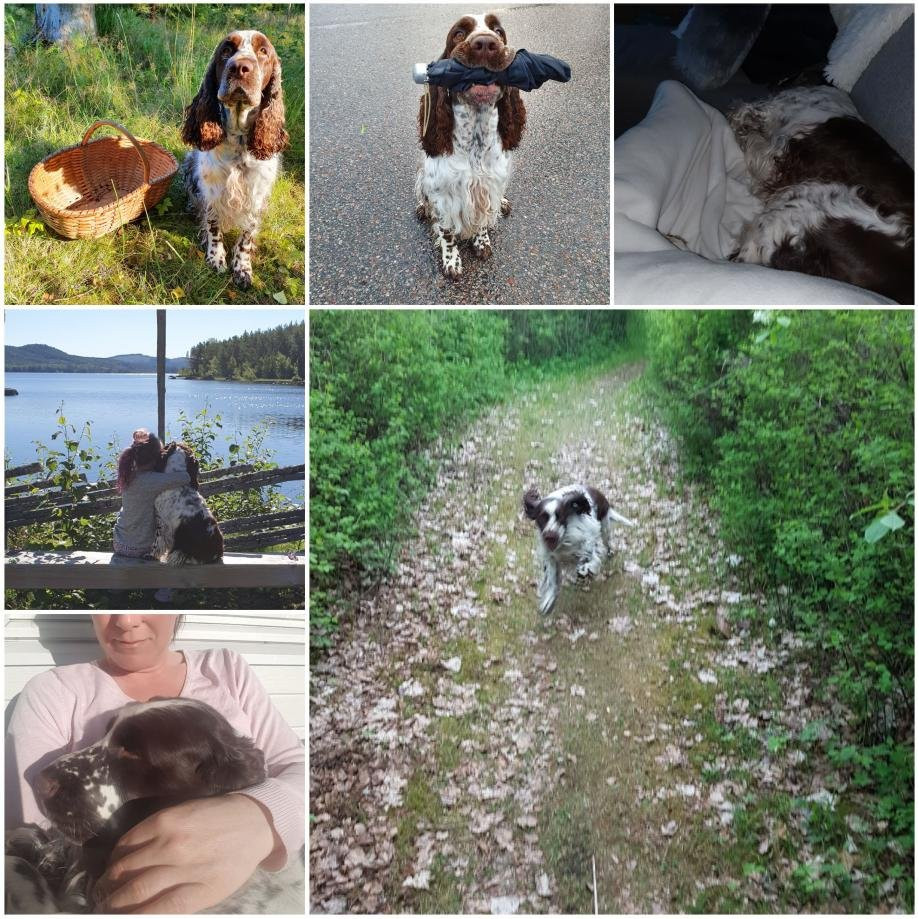Kennel Larix