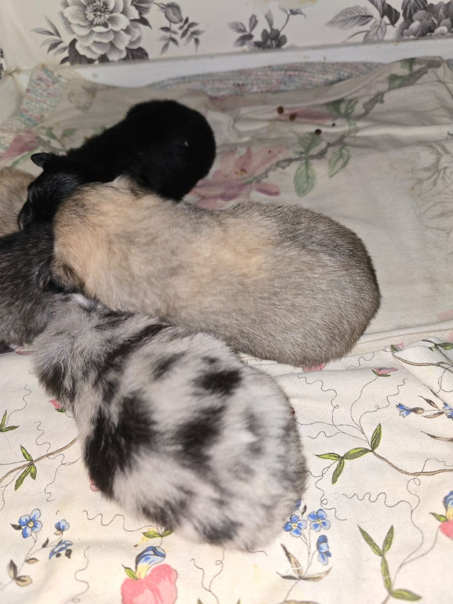 Pomeranien/chihuahua · 2025-10-28 · Vilhelmina · Nanny N.