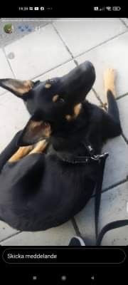Schäfer och rottweiler