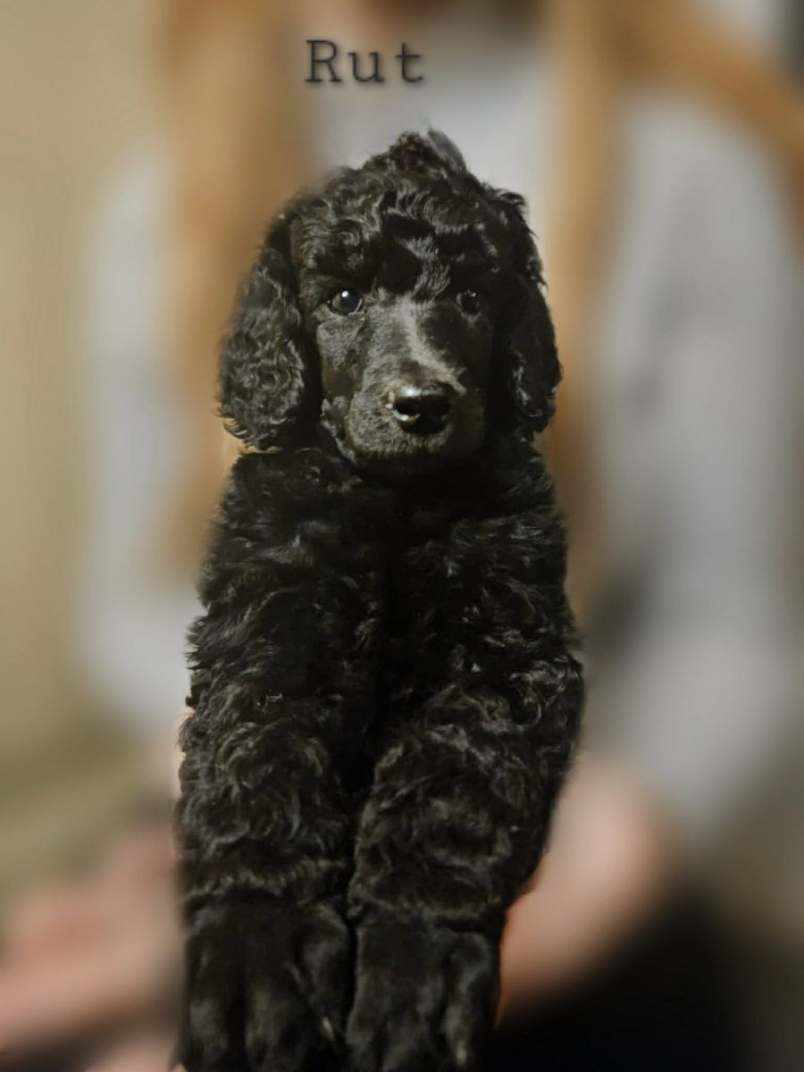 Standard Poodle