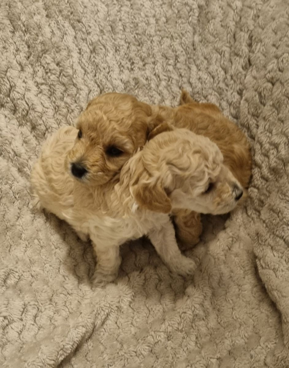 Maltipoo · 2025-12-08 · Södertälje · Sonia D.