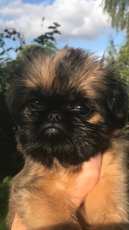 Brussels Griffon