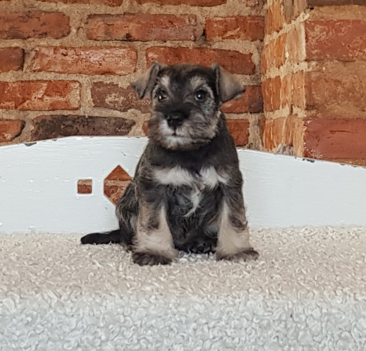 Miniature Schnauzer