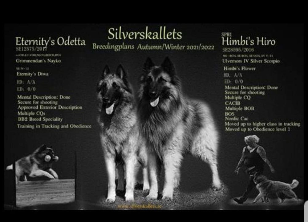 Silverskallets