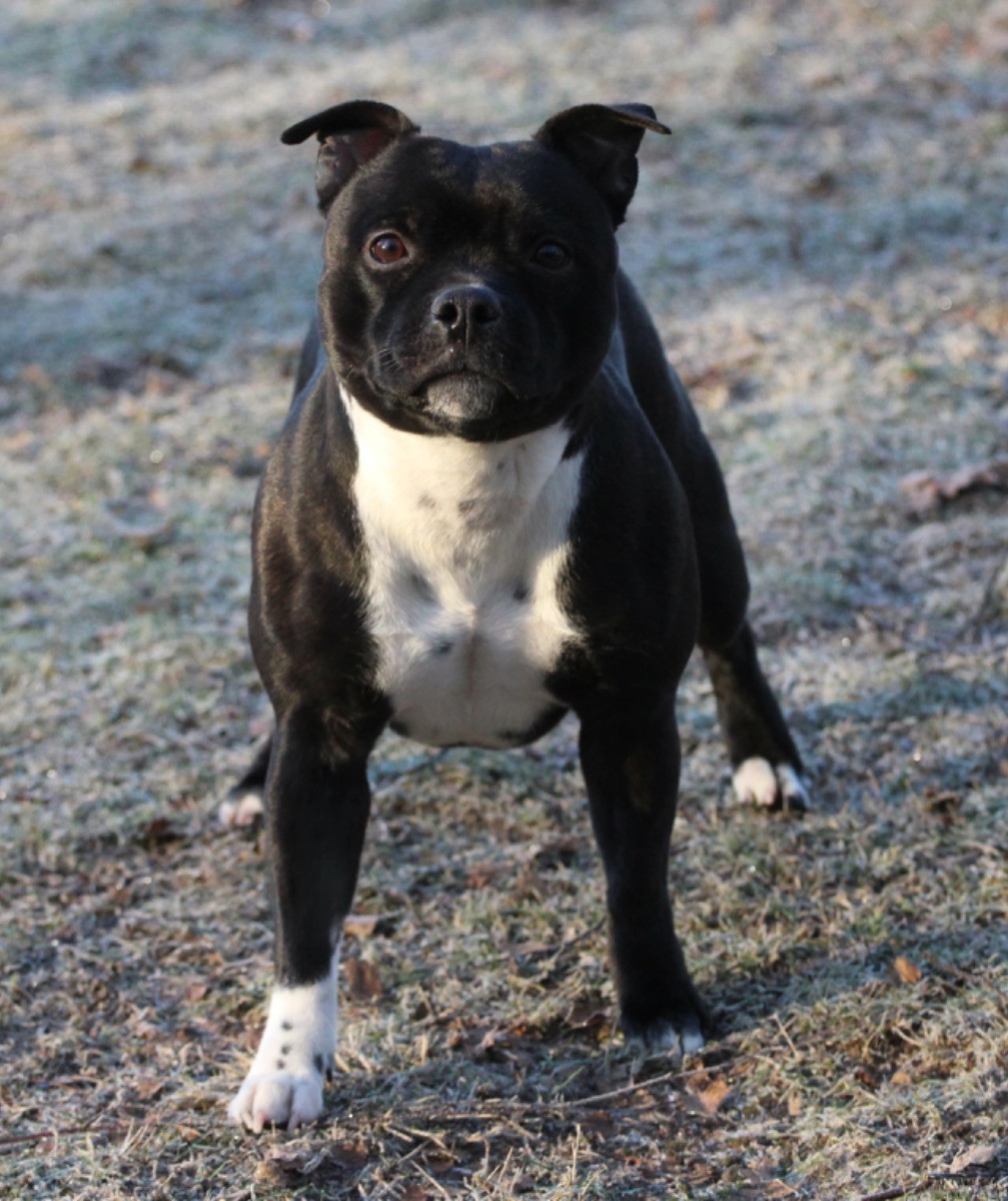 Tattmans kennel