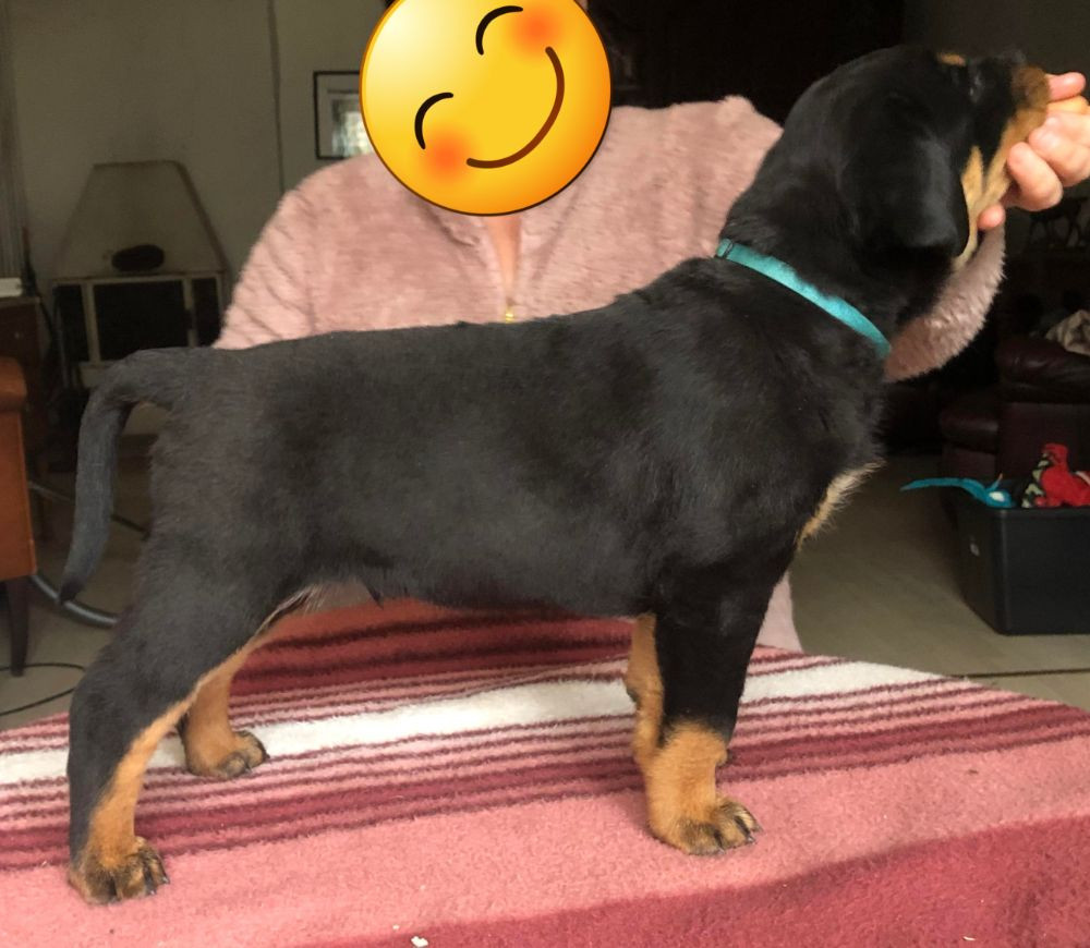 Rottweiler