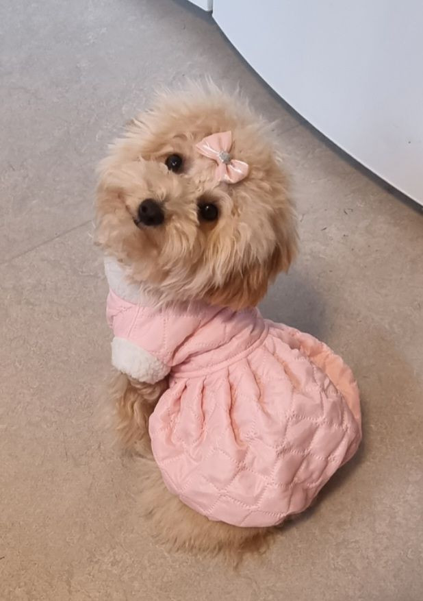 Maltipoo
