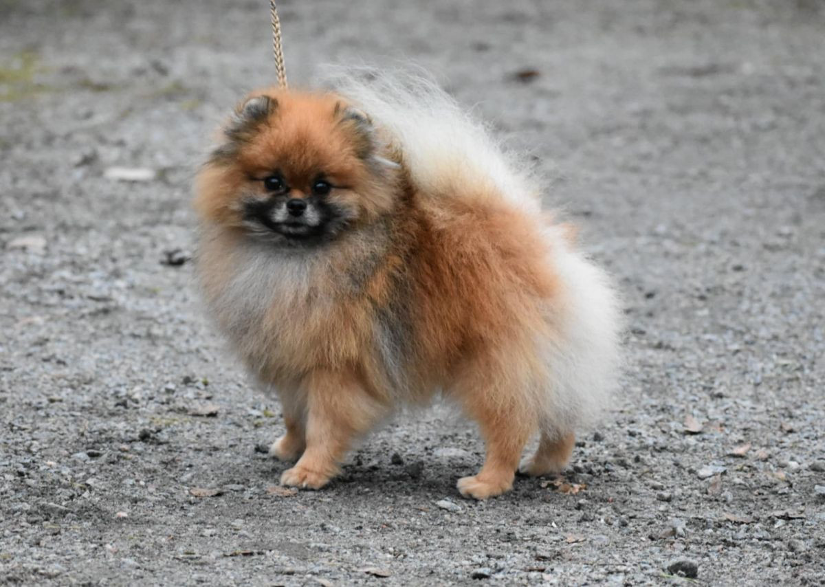 Pomeranian